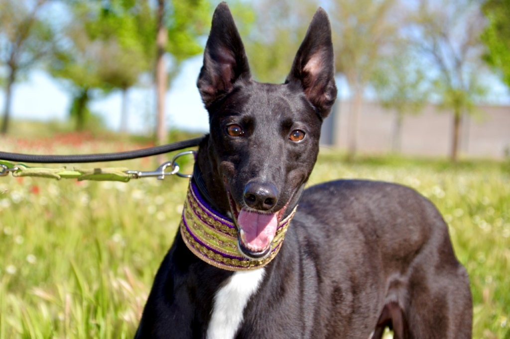 Photo de HONDO, un lévrier en attente d adoption