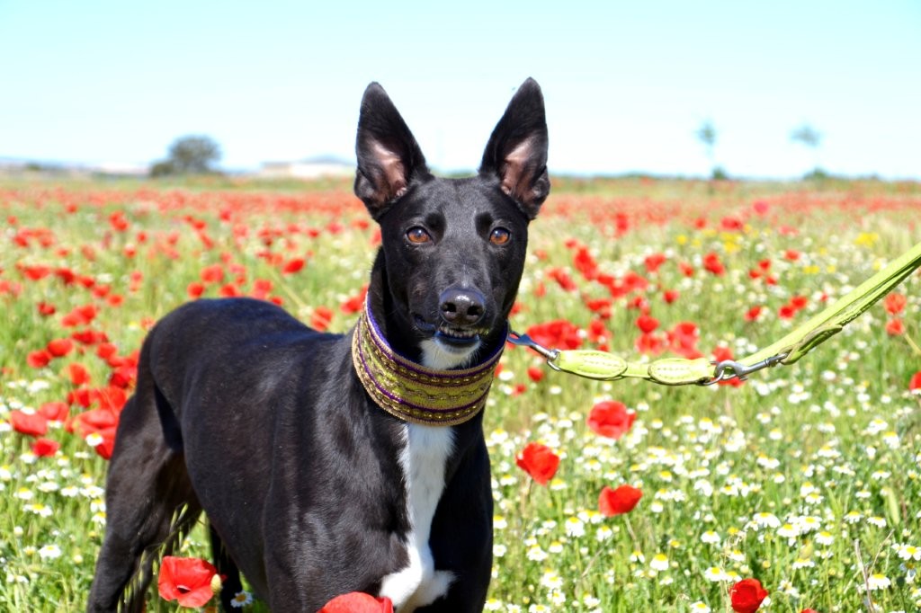 Photo de HONDO, un lévrier en attente d adoption