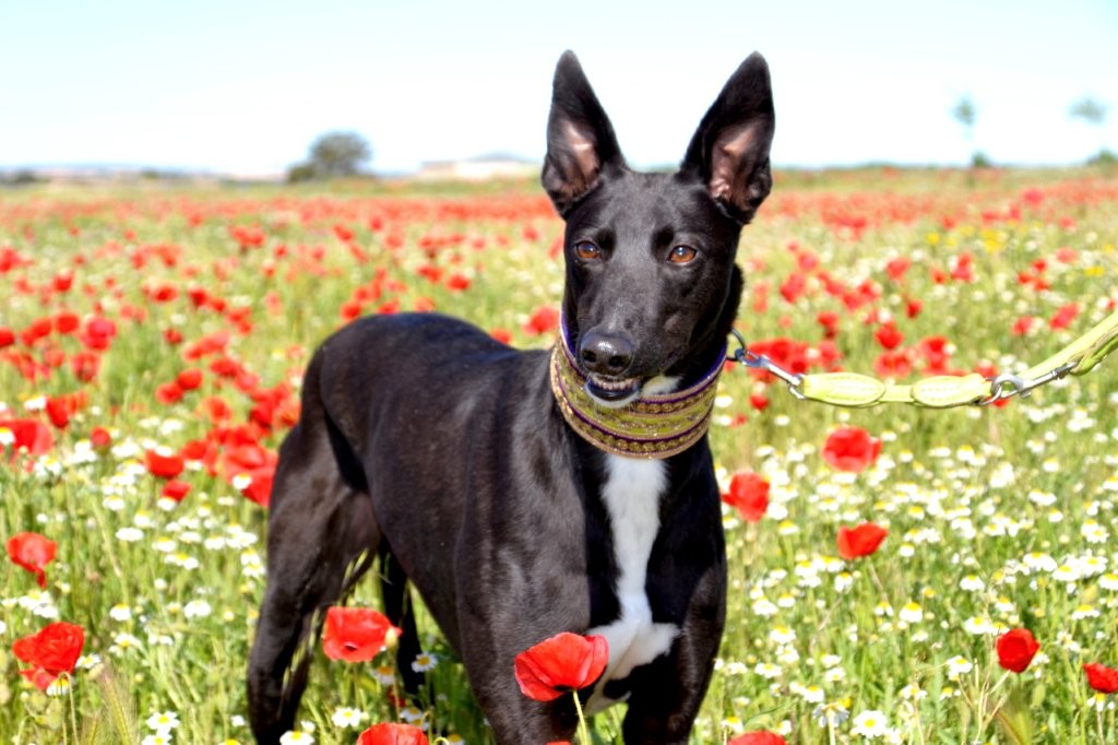 Photo de HONDO, un lévrier en attente d adoption