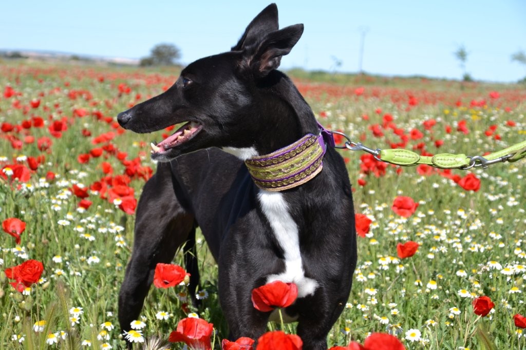 Photo de HONDO, un lévrier en attente d adoption