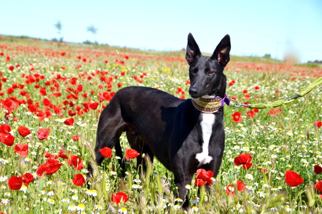 Photo de HONDO, un lévrier en attente d adoption