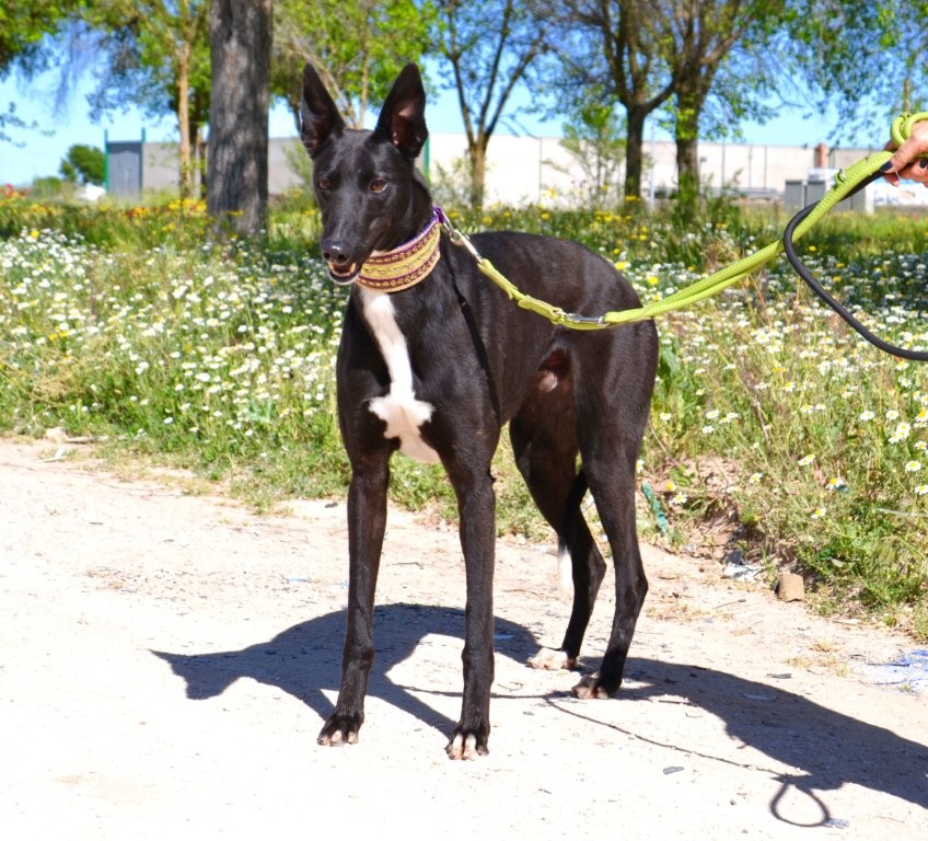 Photo de HONDO, un lévrier en attente d adoption