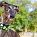 Photo de KALY, un lévrier à adopté