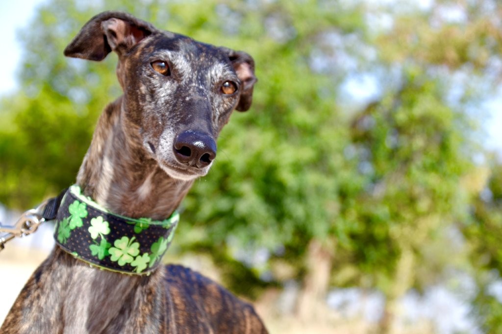 Photo de KALY, un lévrier en attente d adoption