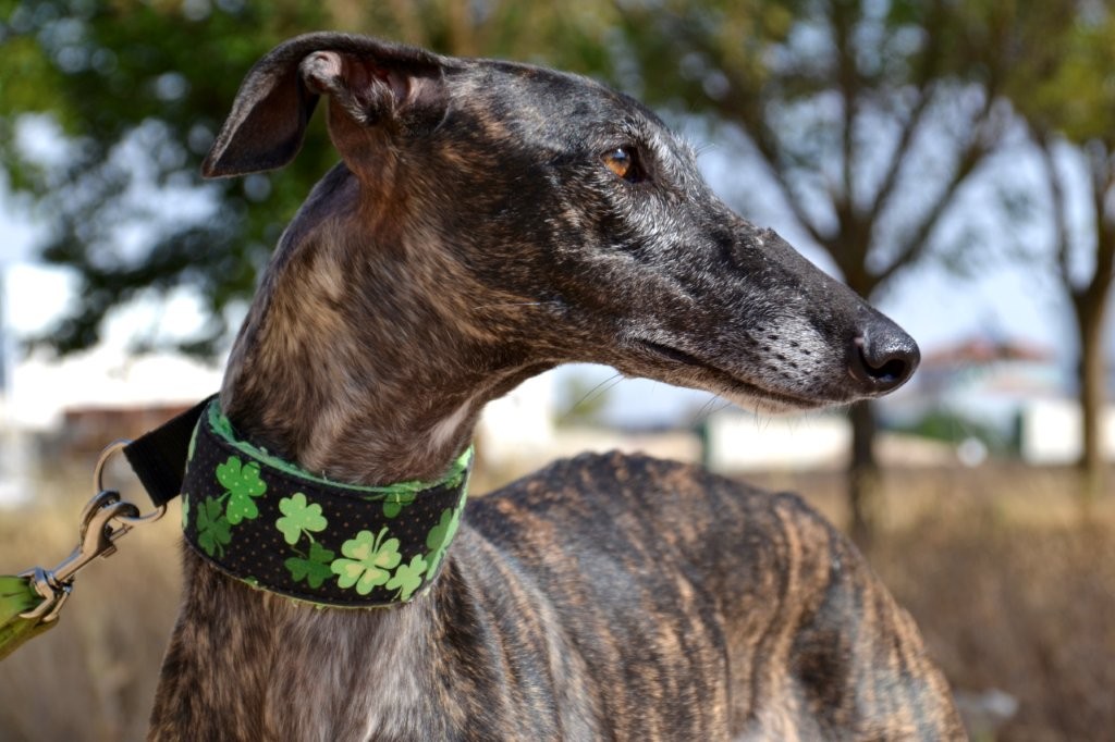 Photo de KALY, un lévrier en attente d adoption