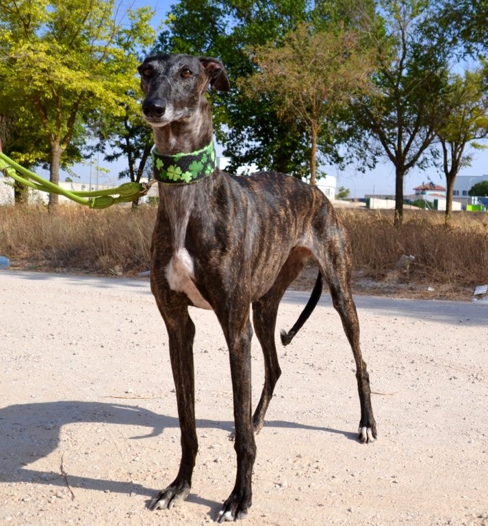 Photo de KALY, un lévrier en attente d adoption