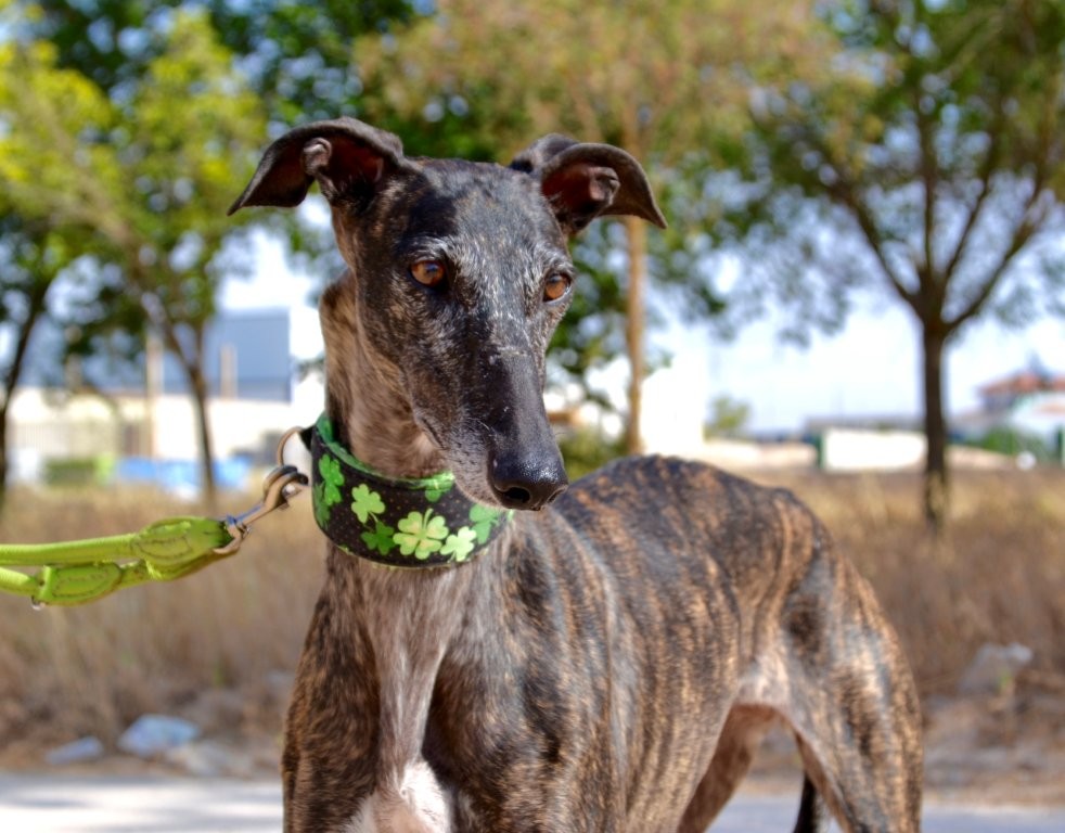 Photo de KALY, un lévrier en attente d adoption