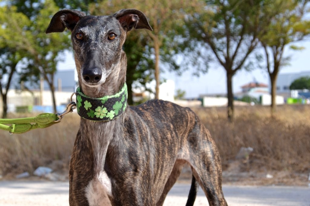 Photo de KALY, un lévrier en attente d adoption