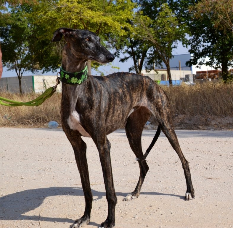 Photo de KALY, un lévrier en attente d adoption