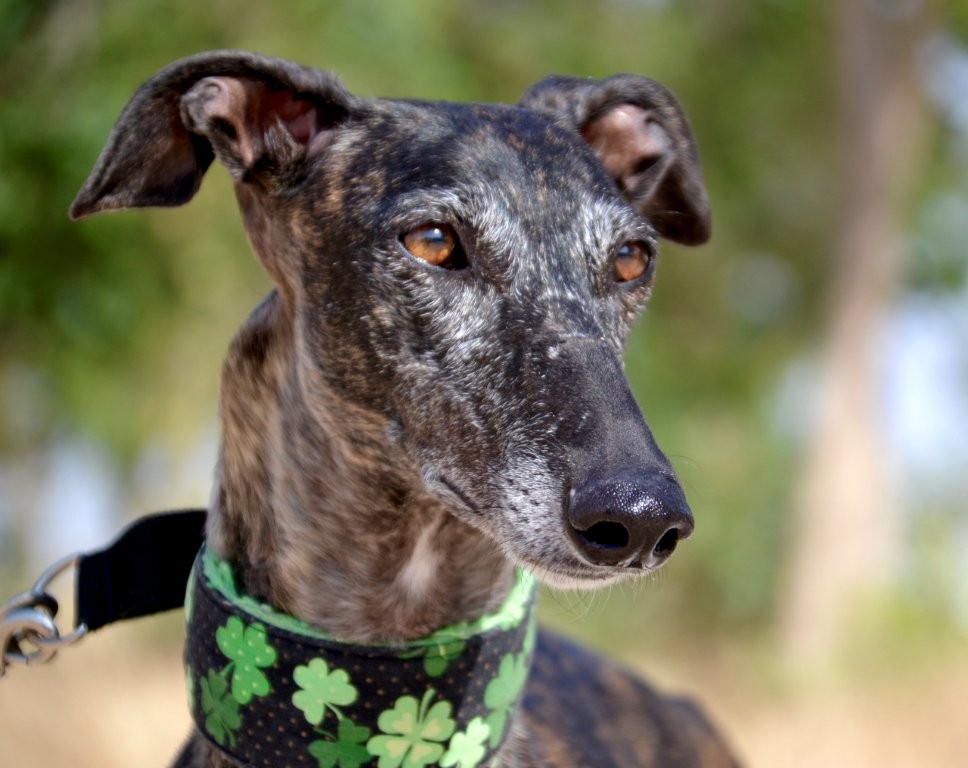 Photo de KALY, un lévrier en attente d adoption