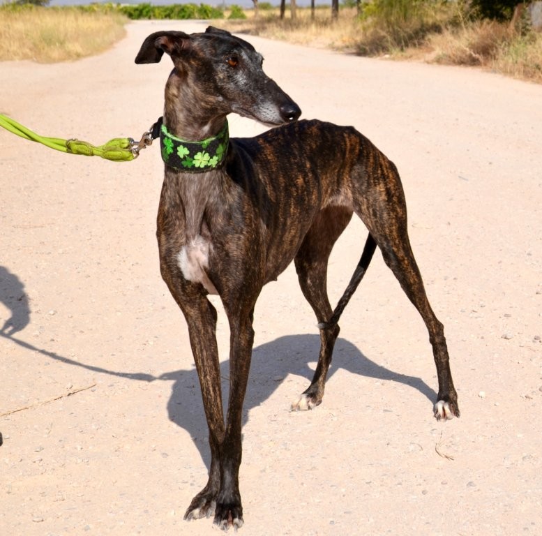Photo de KALY, un lévrier en attente d adoption