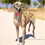 Photo de LEYRE, un lévrier à adopté