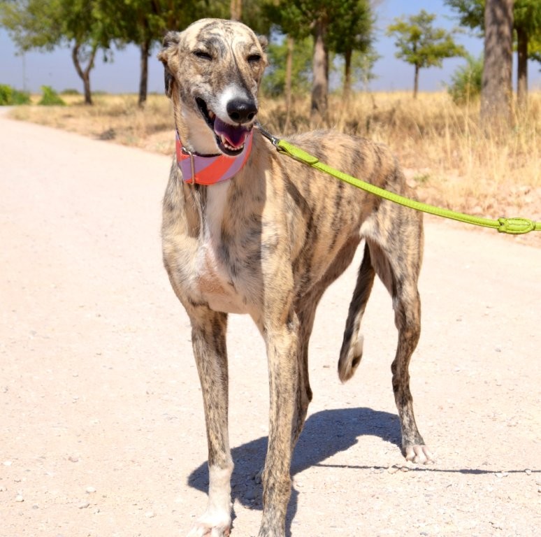 Photo de LEYRE, un lévrier en attente d adoption