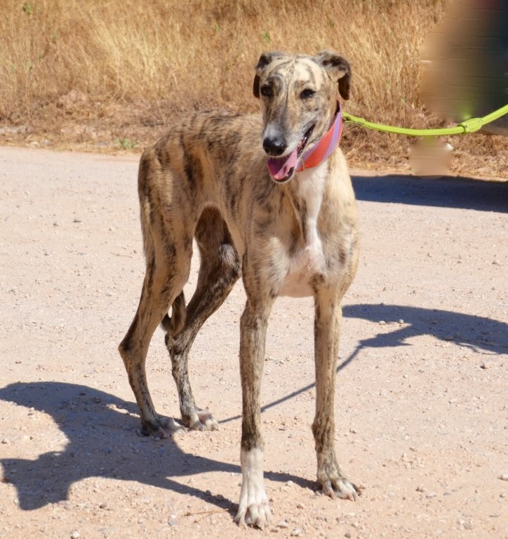 Photo de LEYRE, un lévrier en attente d adoption