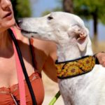 Photo de MALENA, un lévrier à adopté
