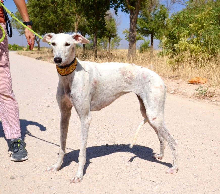 Photo de MALENA, un lévrier en attente d adoption