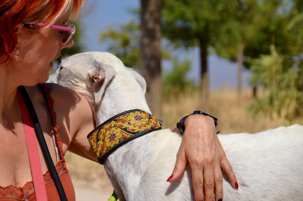 Photo de MALENA, un lévrier en attente d adoption