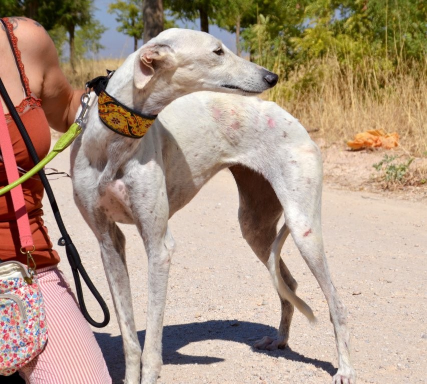 Photo de MALENA, un lévrier en attente d adoption
