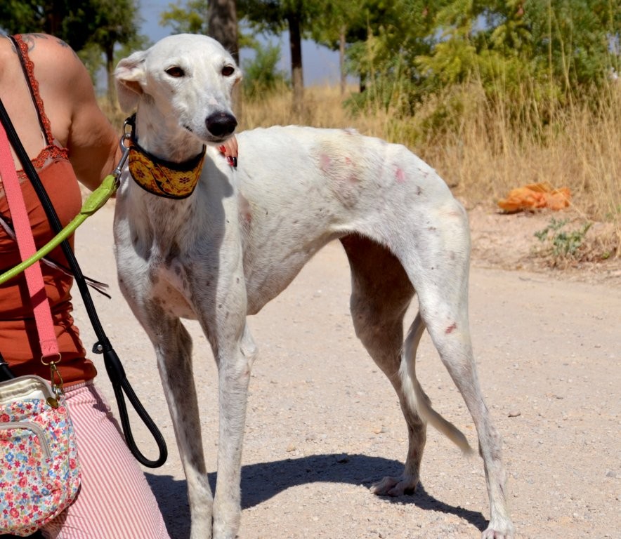Photo de MALENA, un lévrier en attente d adoption