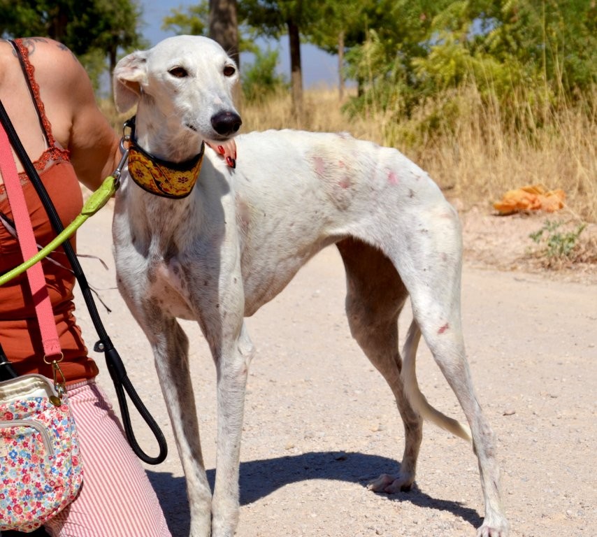 Photo de MALENA, un lévrier en attente d adoption