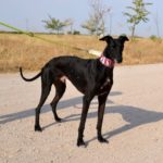 Photo de MONCHO, un lévrier à adopté