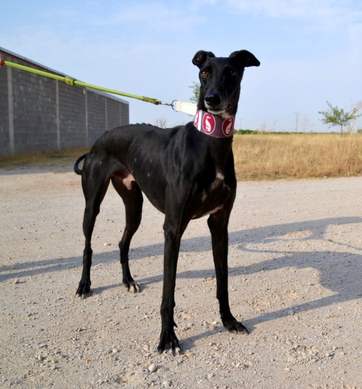 Photo de MONCHO, un lévrier en attente d adoption