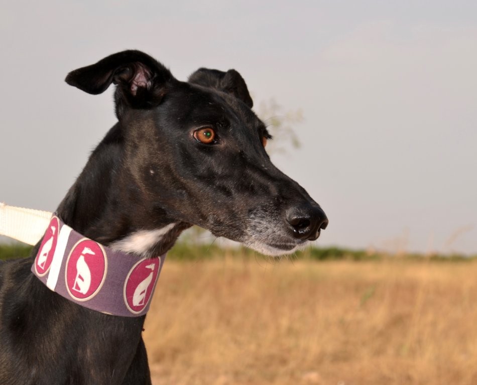 Photo de MONCHO, un lévrier en attente d adoption
