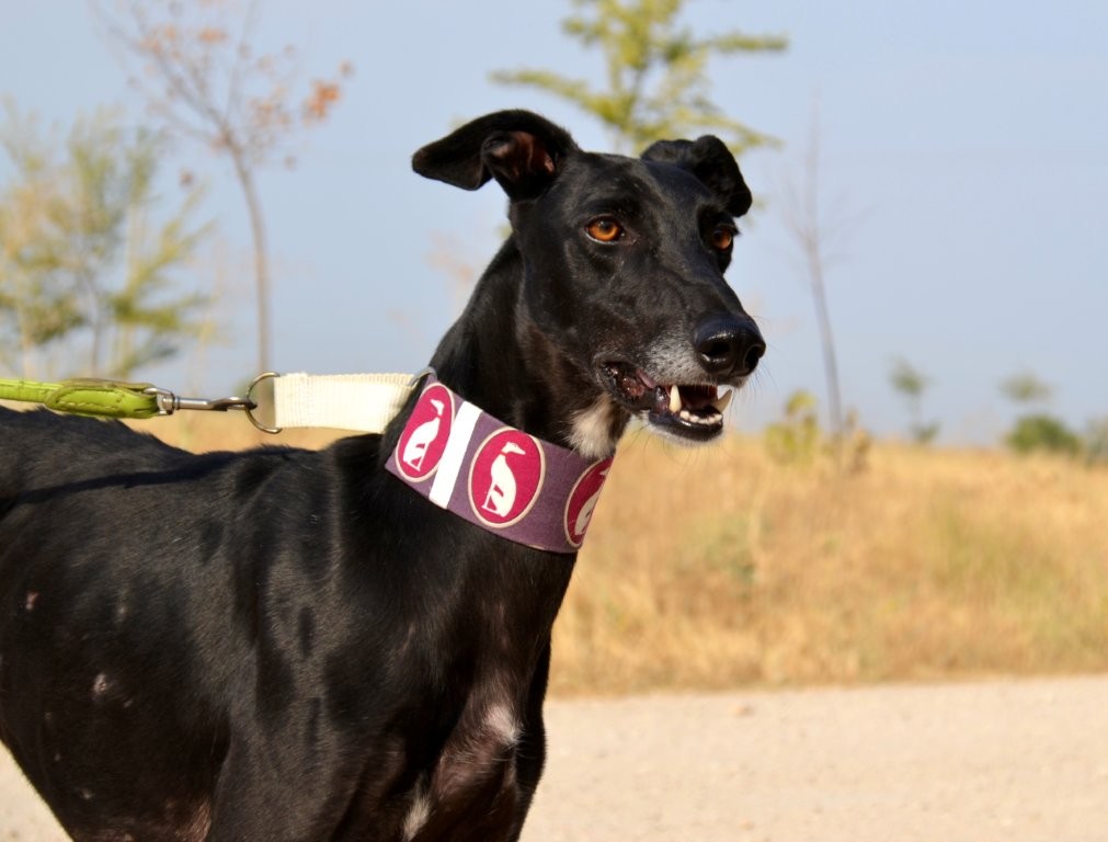 Photo de MONCHO, un lévrier en attente d adoption