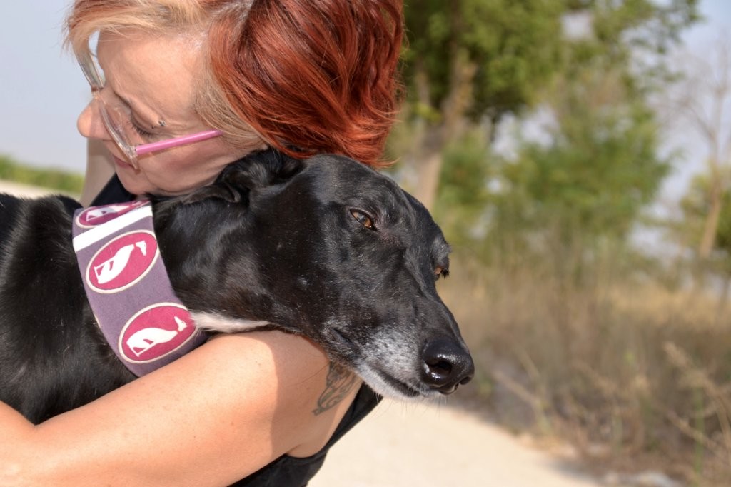 Photo de MONCHO, un lévrier en attente d adoption
