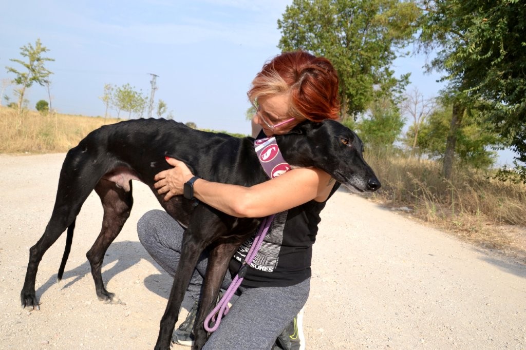 Photo de MONCHO, un lévrier en attente d adoption