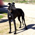 Photo de ROMERO, un lévrier à adopté