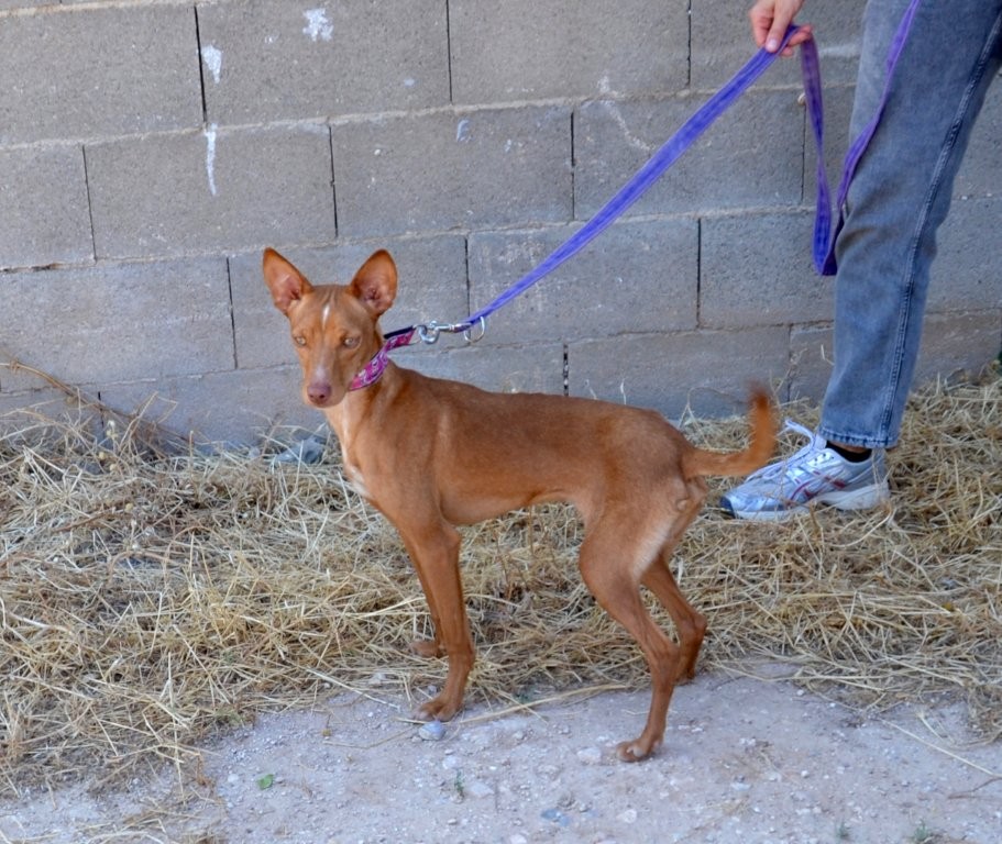 Photo de ROY, un lévrier en attente d adoption