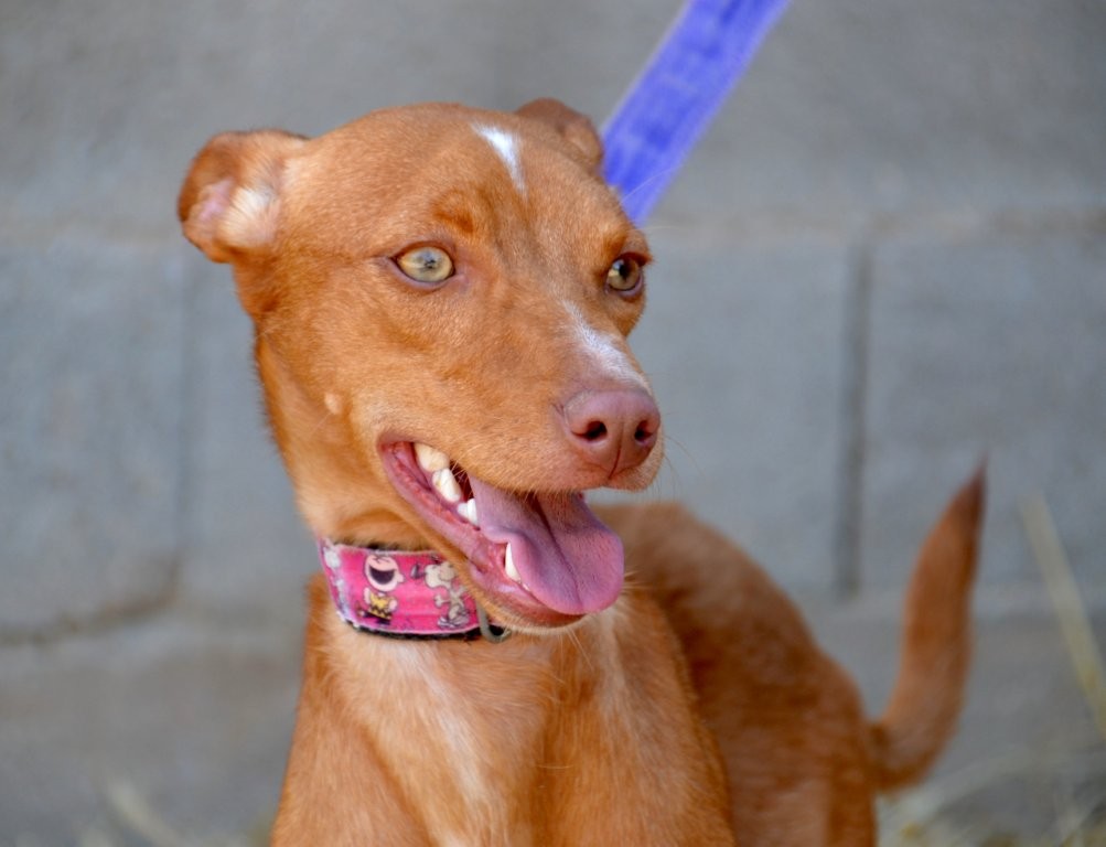 Photo de ROY, un lévrier en attente d adoption