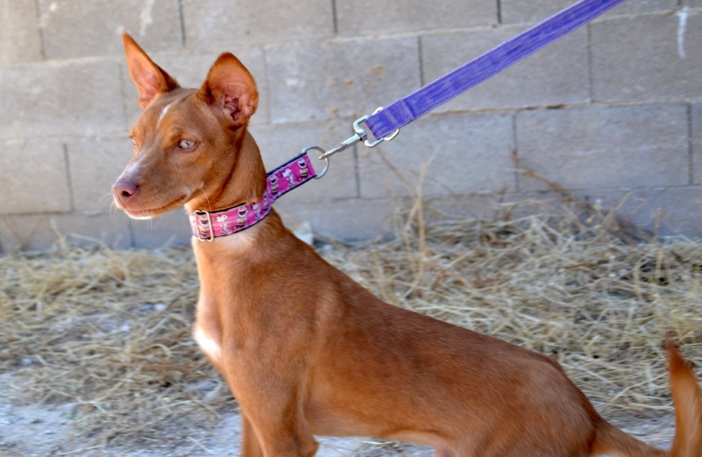 Photo de ROY, un lévrier en attente d adoption