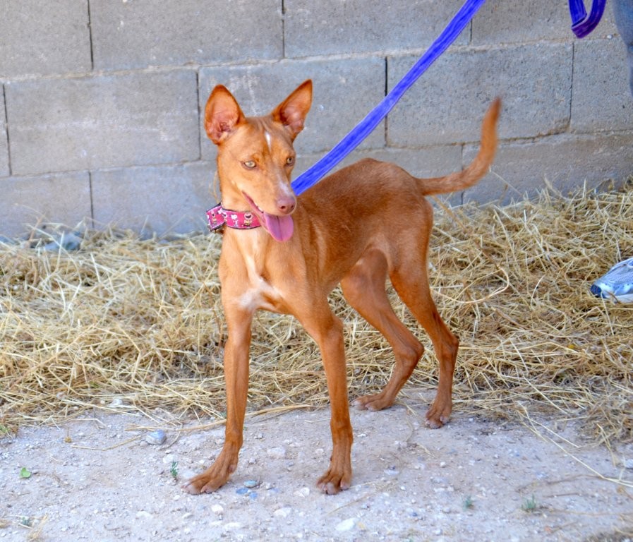 Photo de ROY, un lévrier en attente d adoption