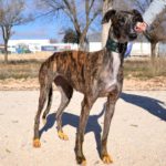 Photo de SAMANTHA, un lévrier à adopté