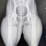Photo de JIMENA, un lévrier à adopté