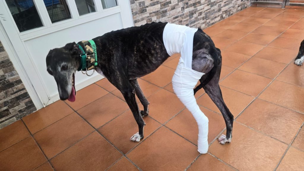 Photo de JIMENA, un lévrier en attente d adoption