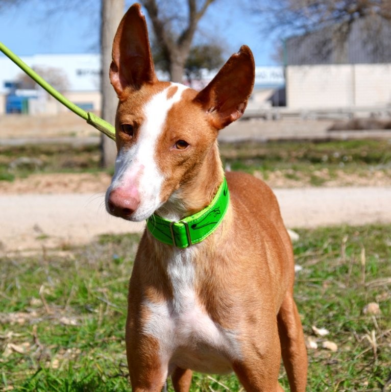 Photo de NICOLAS, un lévrier en attente d adoption