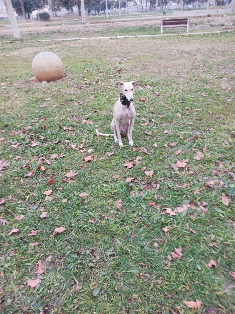 Photo de CARLA, un lévrier en attente d adoption