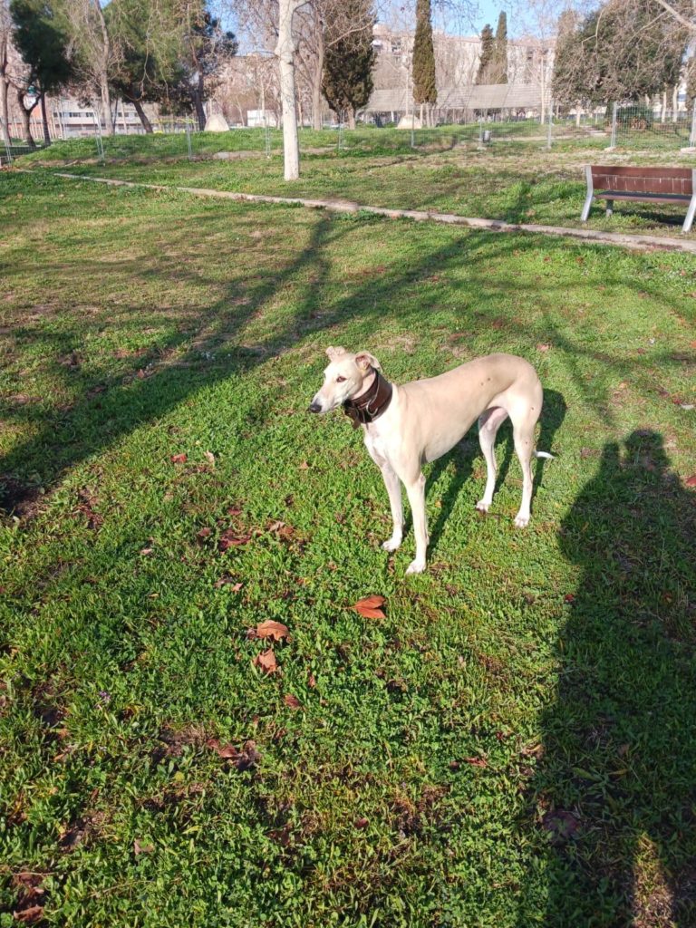 Photo de CARLA, un lévrier en attente d adoption