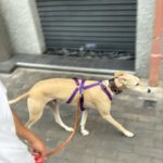 Photo de CARLA, un lévrier à adopté