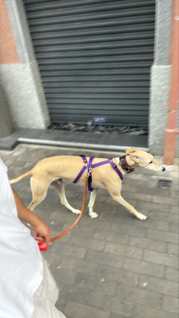 Photo de CARLA, un lévrier en attente d adoption