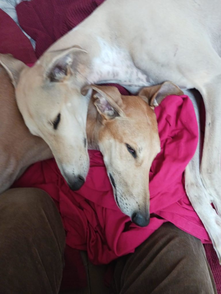 Photo de CARLA, un lévrier en attente d adoption
