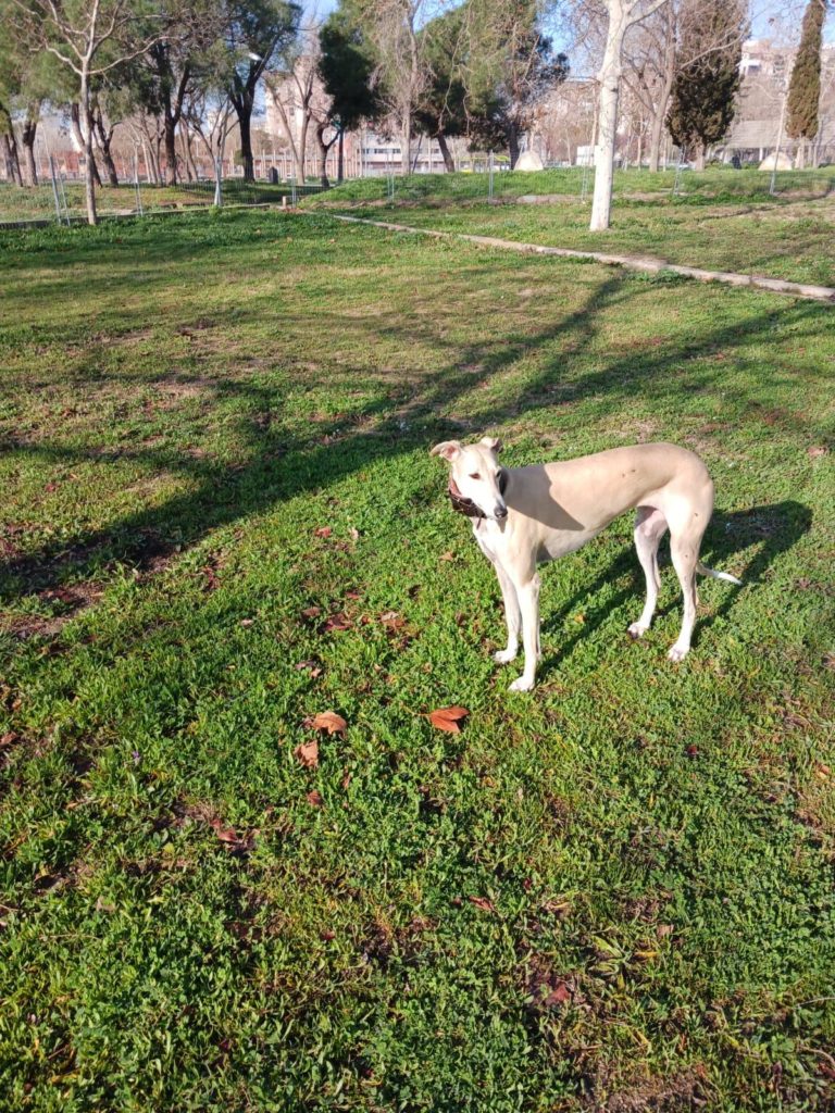 Photo de CARLA, un lévrier en attente d adoption