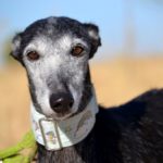 Photo de FAUNA, un lévrier à adopté