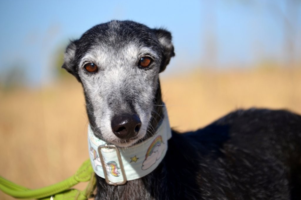 Photo de FAUNA, un lévrier en attente d adoption