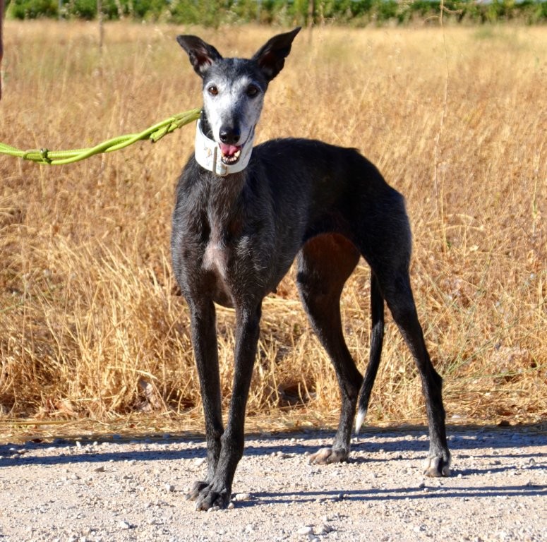 Photo de FAUNA, un lévrier en attente d adoption