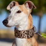 Photo de DUNIA, un lévrier à adopté