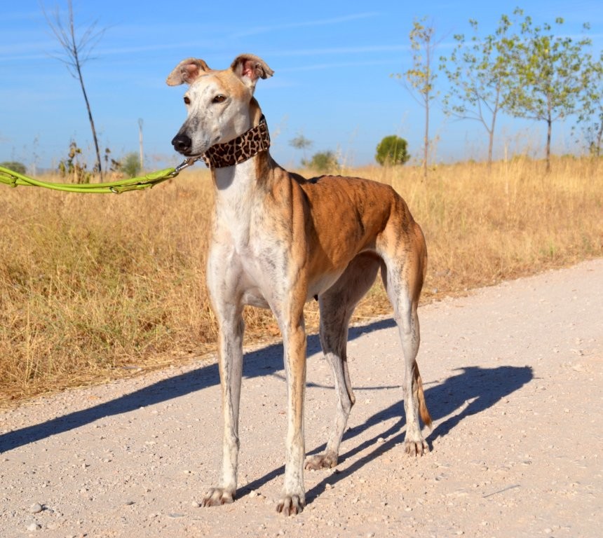 Photo de DUNIA, un lévrier en attente d adoption